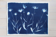 Shasta Daisies