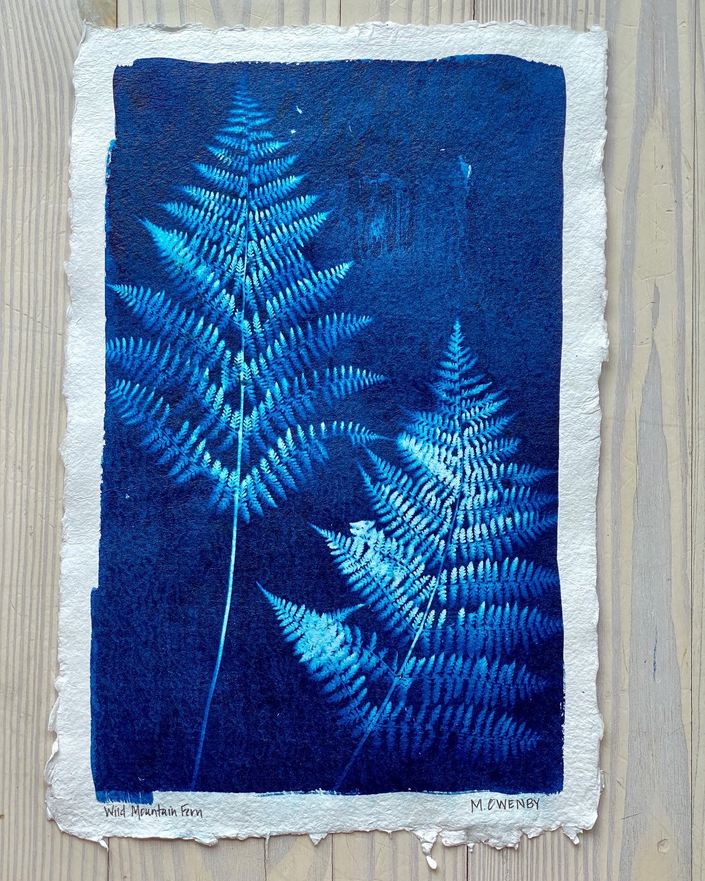 Wild Mountain Fern 2
